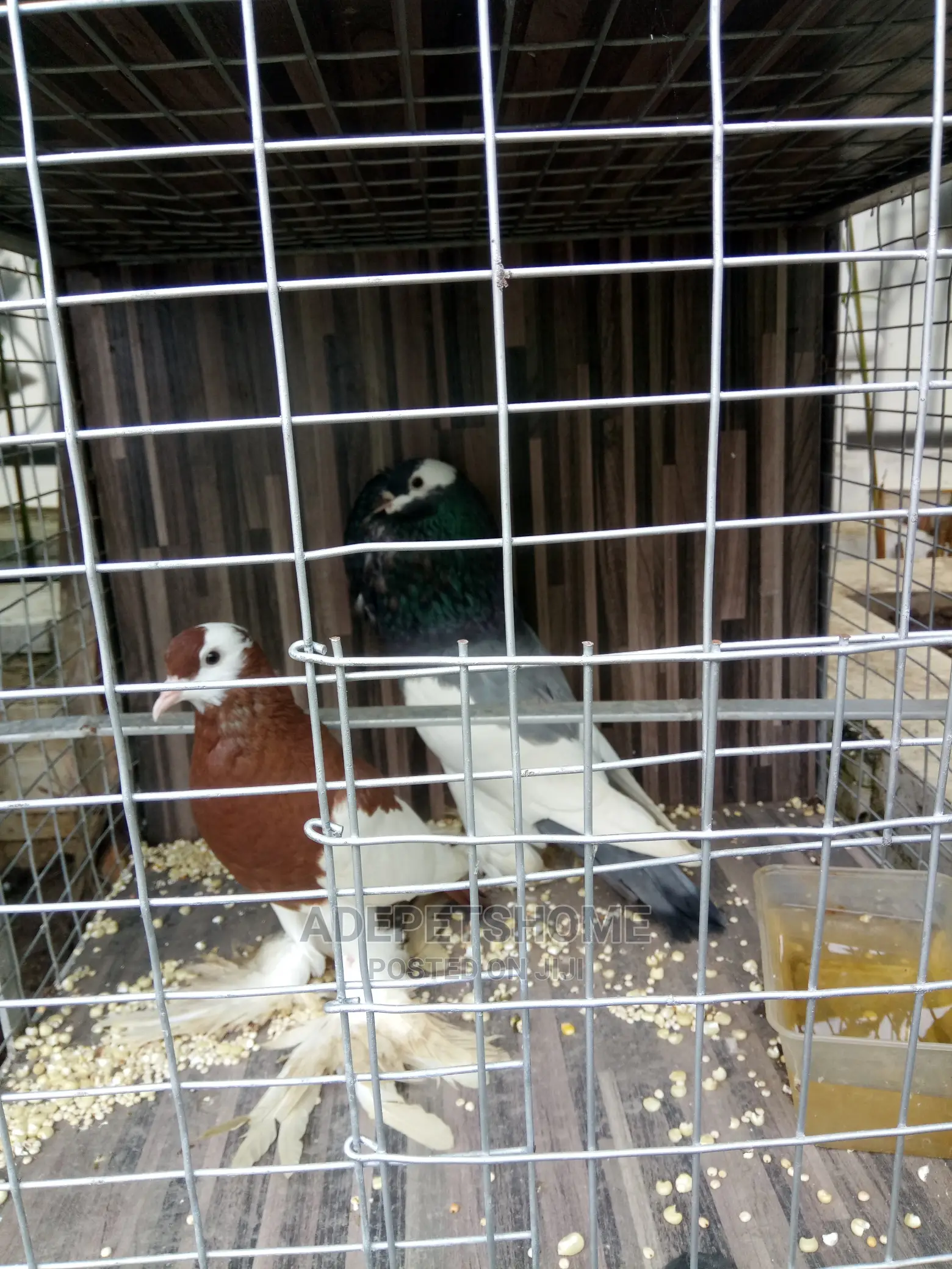 Revised Wing Pouter For Sale