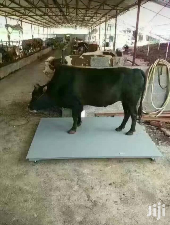 Cow Weighing Scales 5 Tons