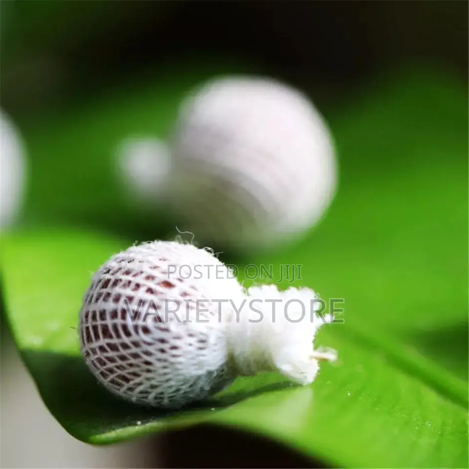 Original Yoni Detox Pearls