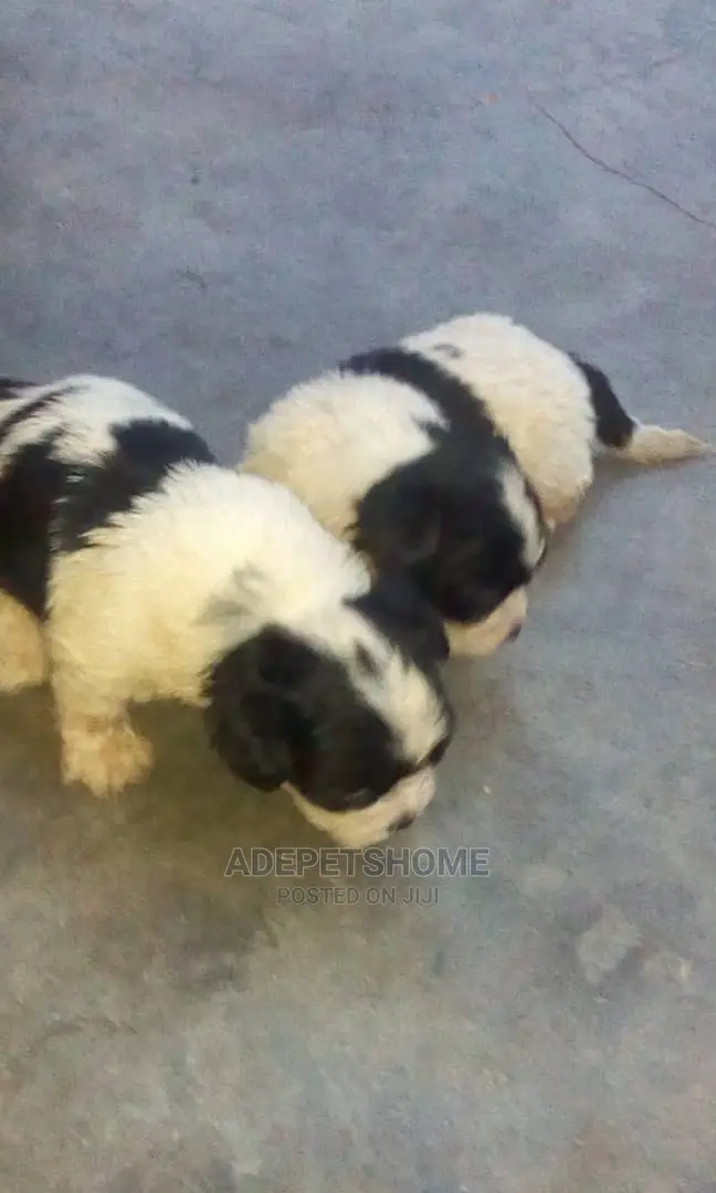 Female Purebred Lhasa Apso