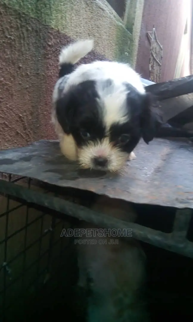Female Purebred Lhasa Apso