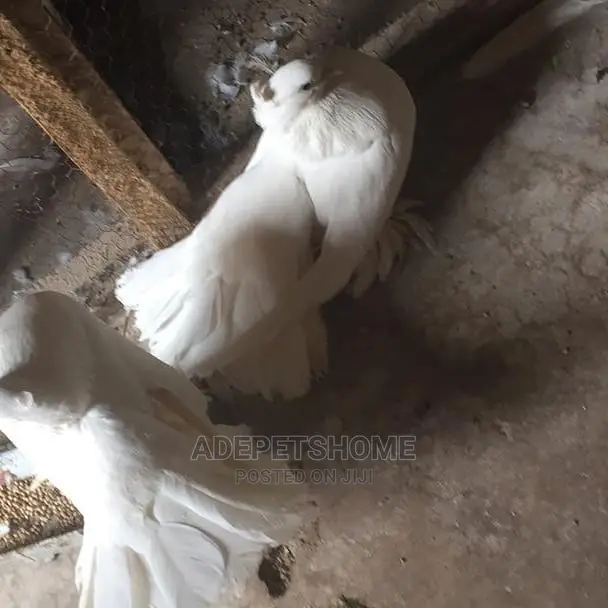 Exotic Foreign Pigeons For Sale