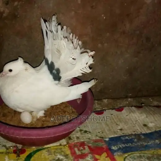 Exotic Foreign Pigeons For Sale
