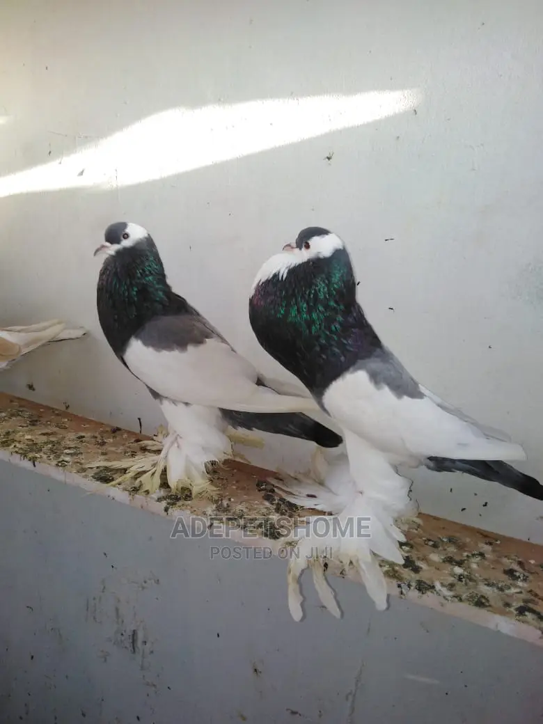 Exotic Foreign Pigeons For Sale