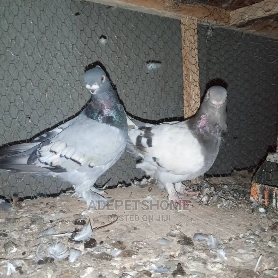 Exotic Foreign Pigeons For Sale