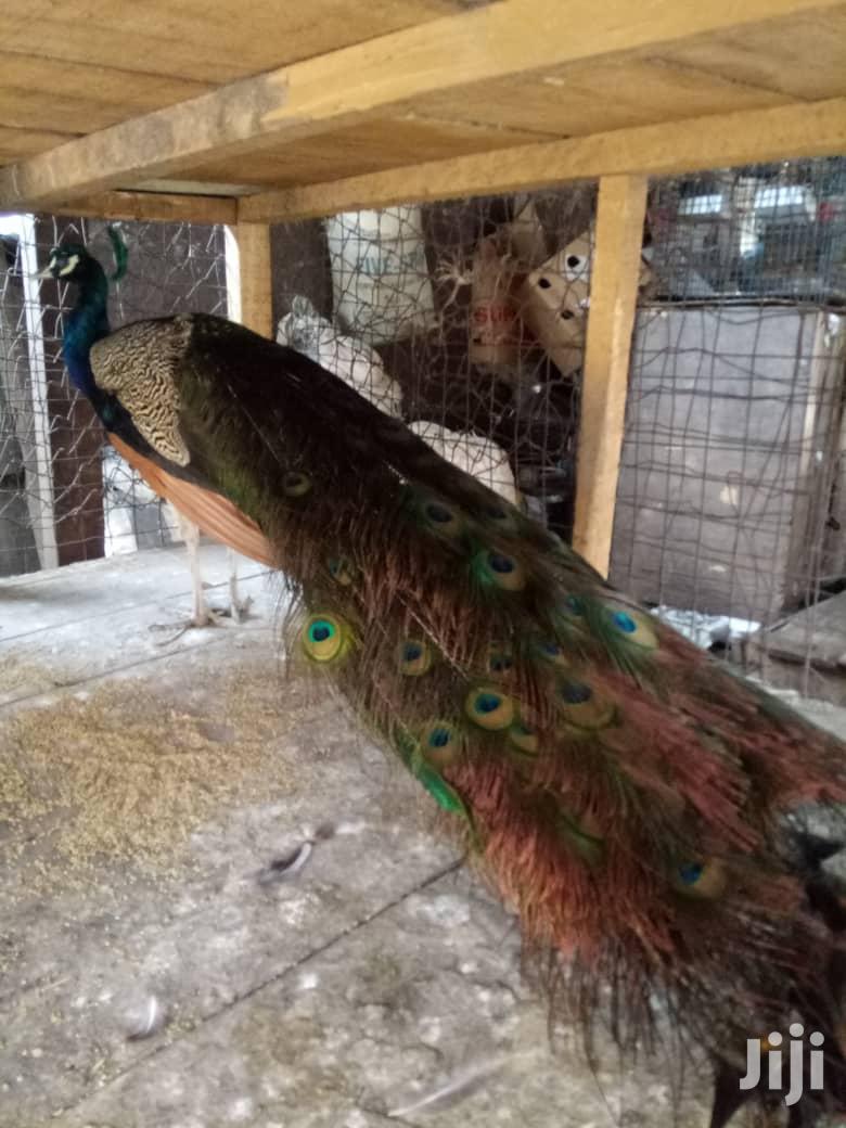 Well Healthy Peacock and Ostrich