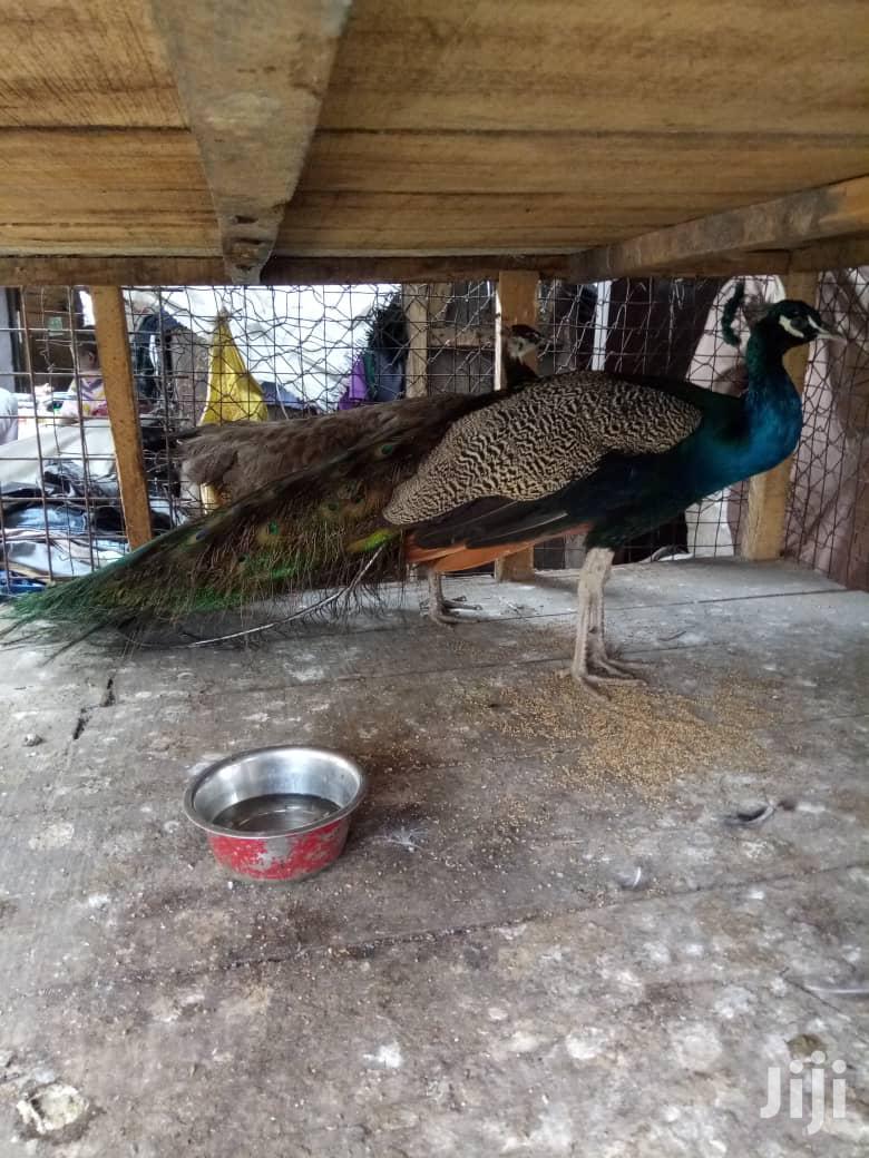 Well Healthy Peacock and Ostrich