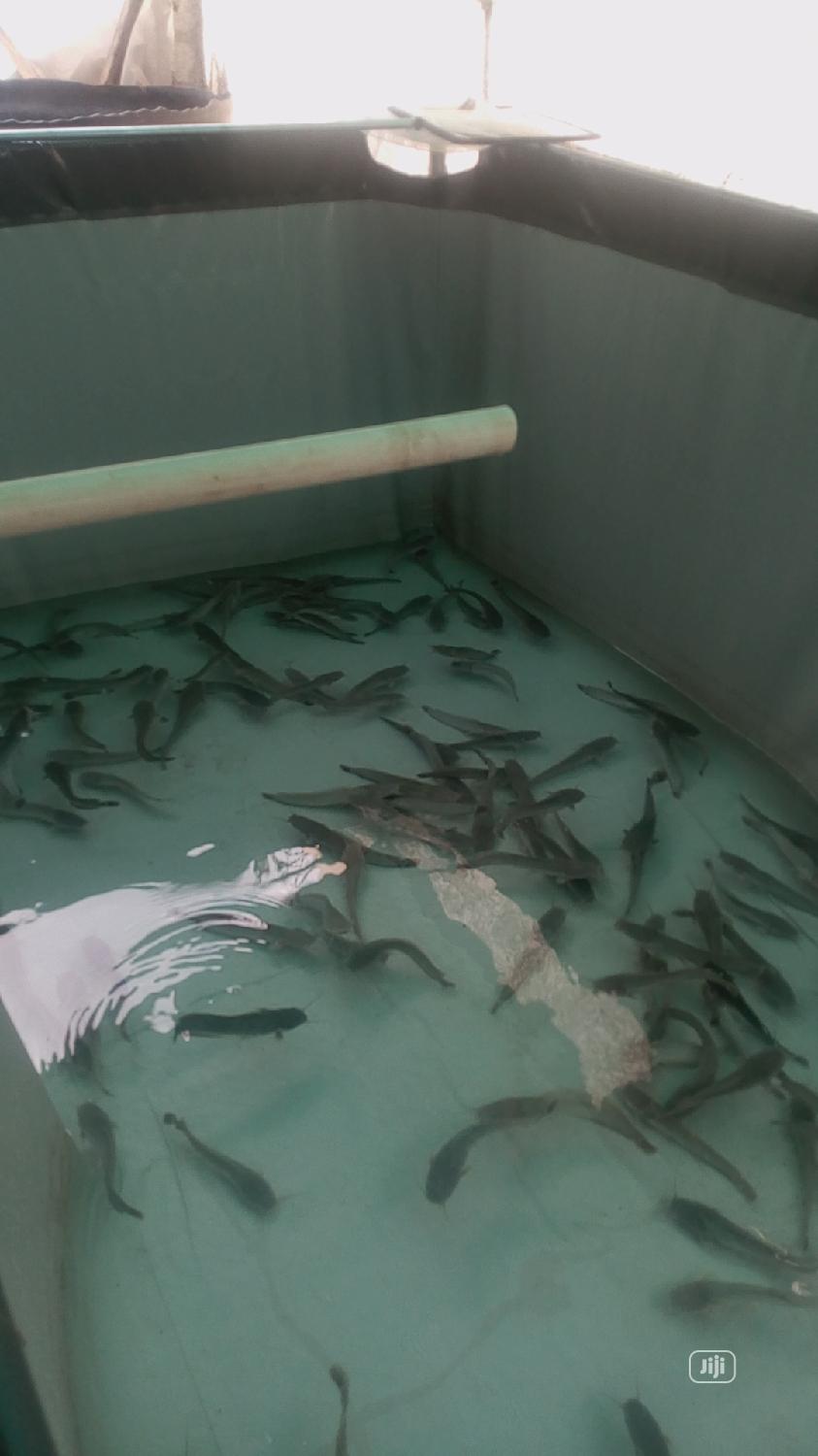 Pond For Fish Farming