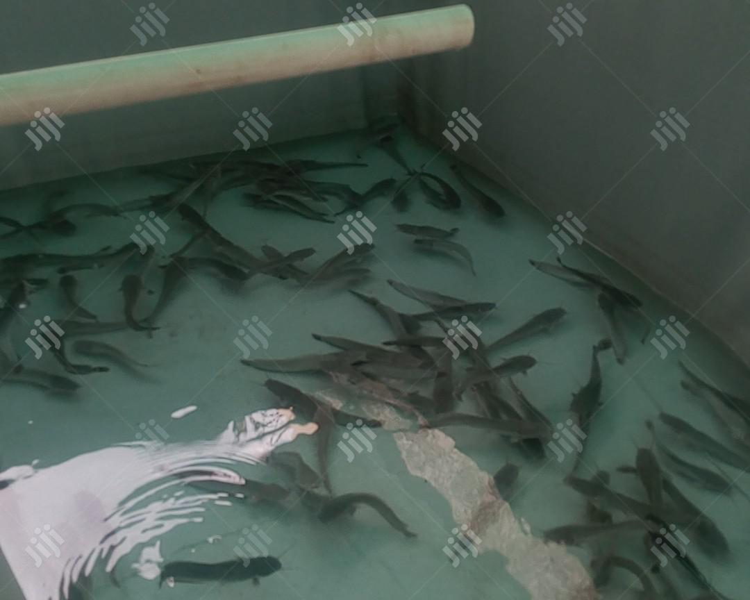 Fish Pond Construction