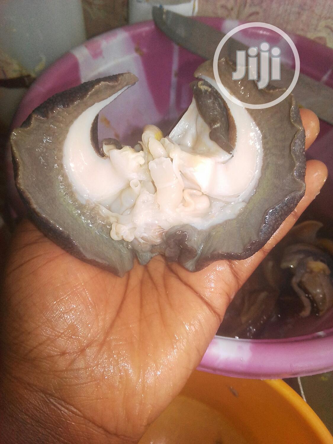 Jumbo Snails