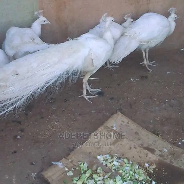 Adult White Peacocks for Sale