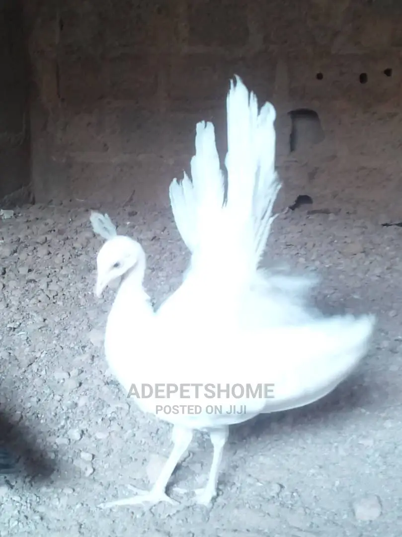 Cheap White Peacocks for Urgent Sales