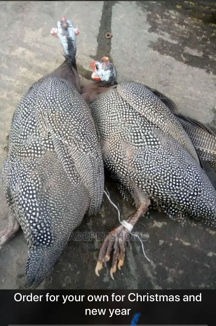Guinea Fowls for Sale