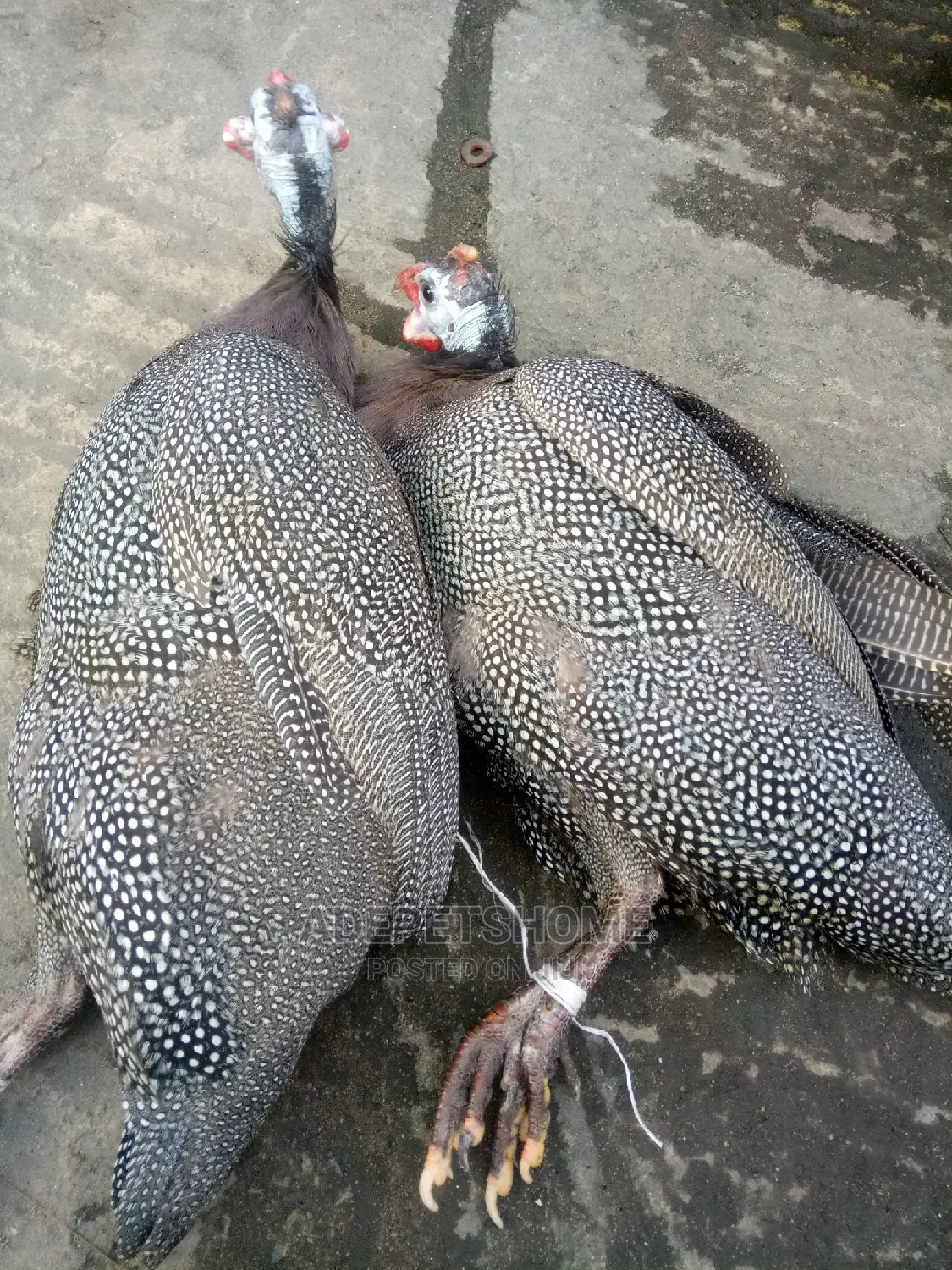 Guinea Fowls for Sale