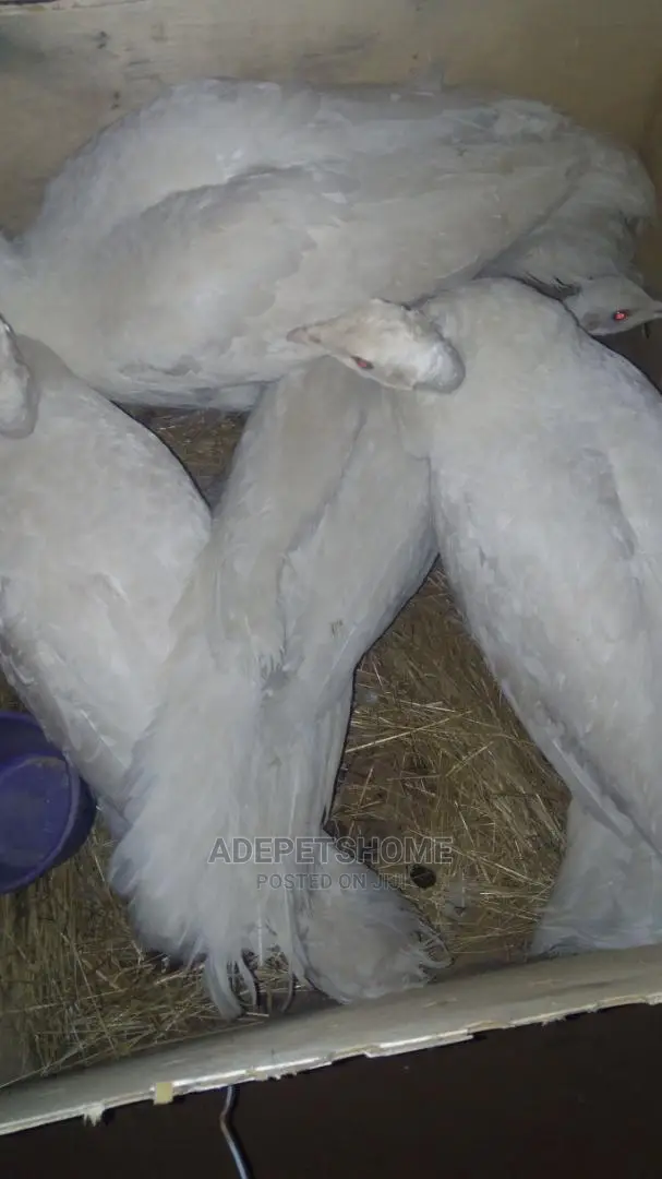 White Peacocks For Sale