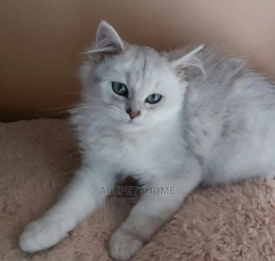 Female Purebred Persian