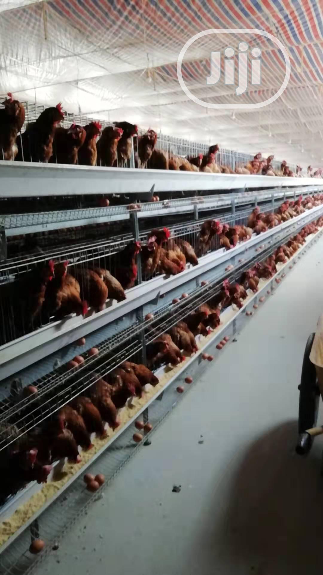 China Factory Best Quality Battery Cages Poultry Cages