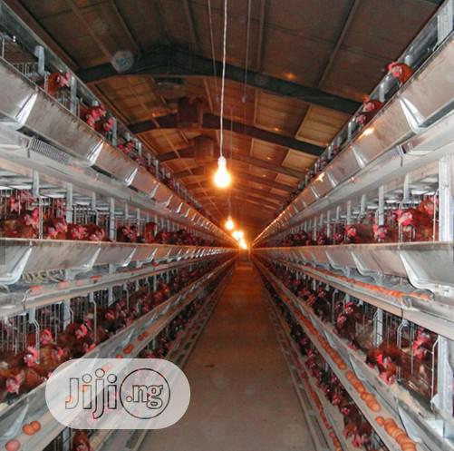 Poultry Cages Imported Battery Cages Best Chicken Cage