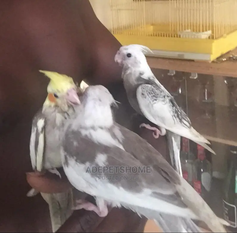 Hand Tamed Cockatiels For Sale