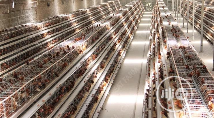 China Factory Poultry Cages Chicken Battery Cages Hot Galvanized Cages