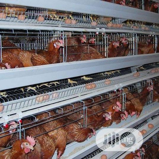 China Factory Poultry Cages Chicken Battery Cages Hot Galvanized Cages
