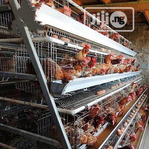 Battery Cage 160birds 3tires