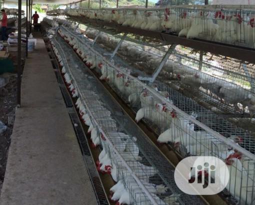 Battery Cage 160birds 3tires