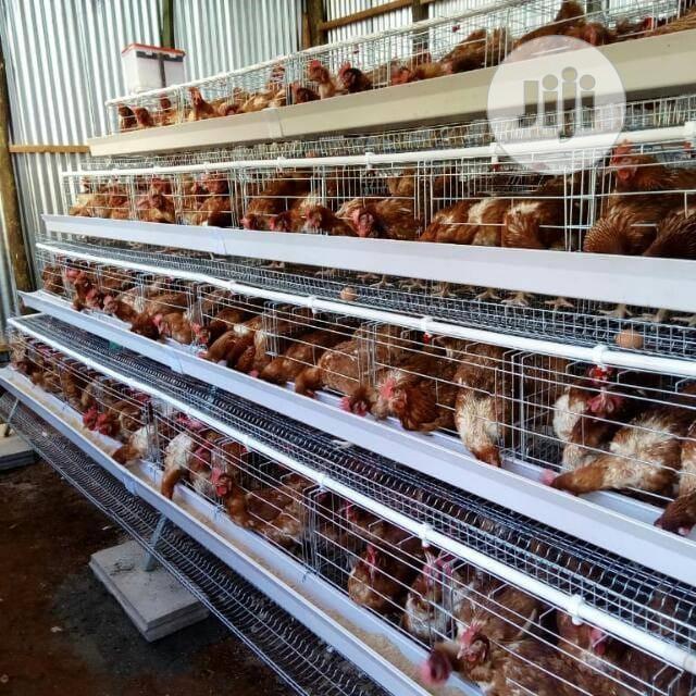 Battery Cage 160birds 3tires