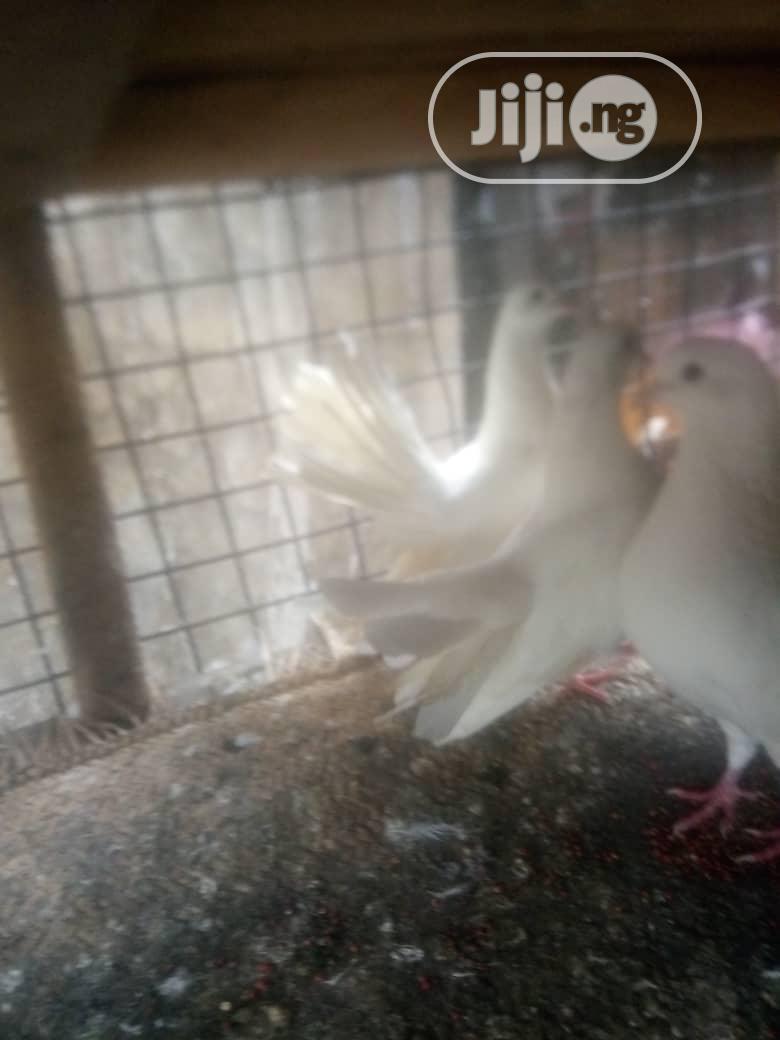 Exotic Pigeons Is Available For Sale