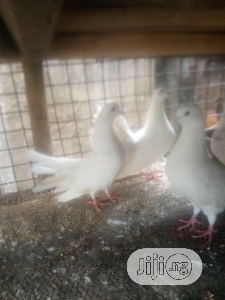 Exotic Pigeons Is Available For Sale