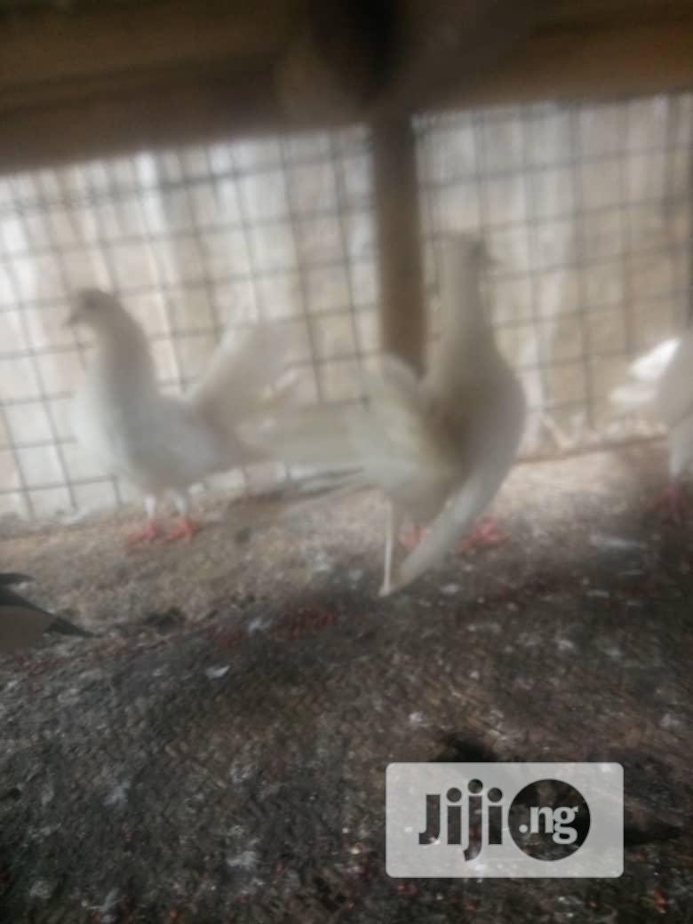 Exotic Pigeons Is Available For Sale