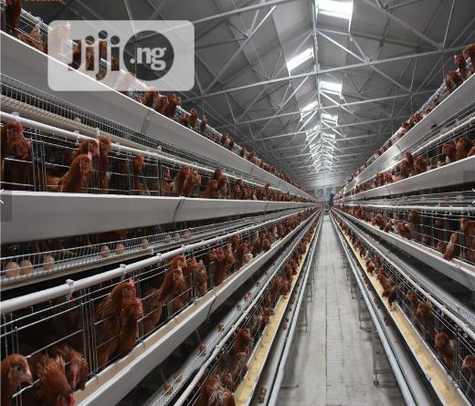 China Factory Best Quality Layer Cage Imported Layer Cage