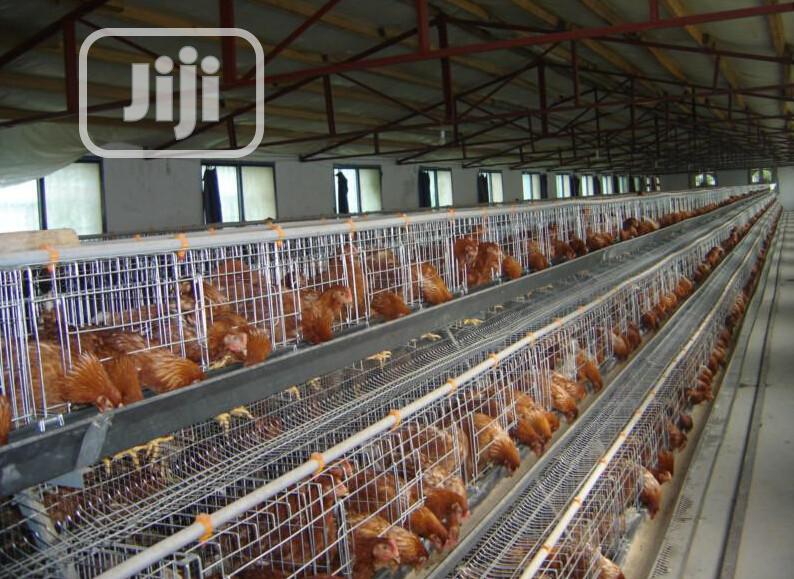 Battery Cages China