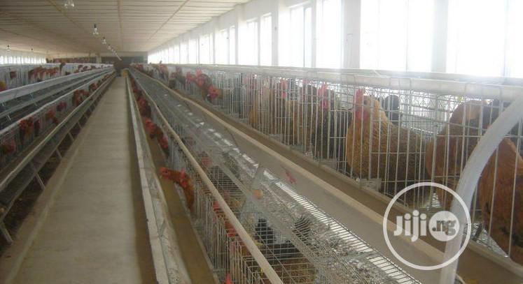 China Factory Battery Cage Best Quality Wholesale Price Poultry Cages