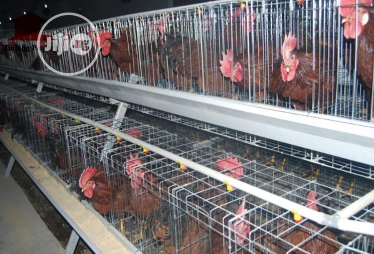 China Factory Battery Cage Best Quality Wholesale Price Poultry Cages