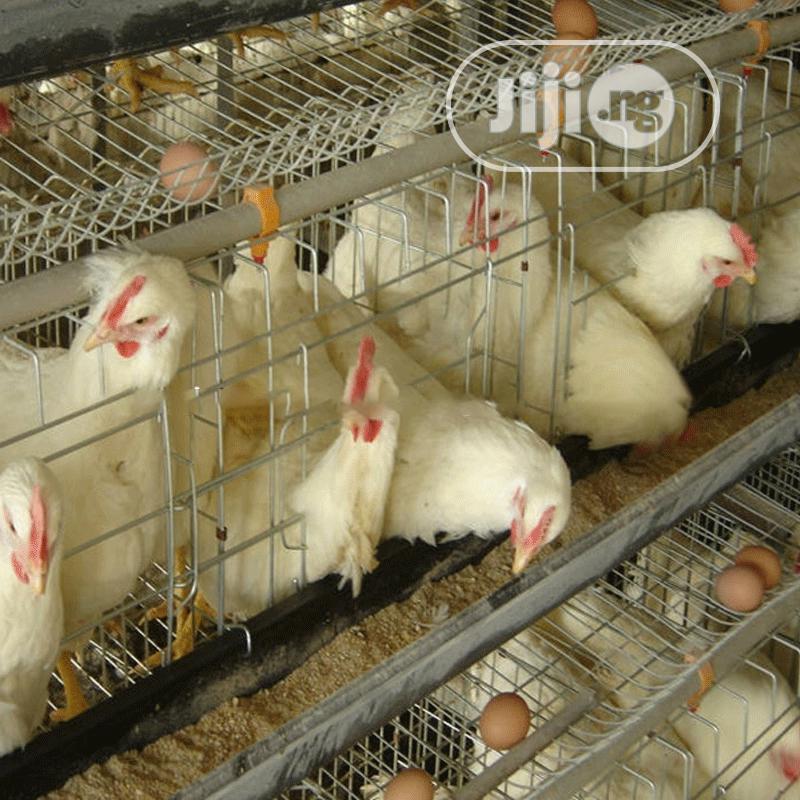 China Factory a Type Battery Cages Best Poultry Cages