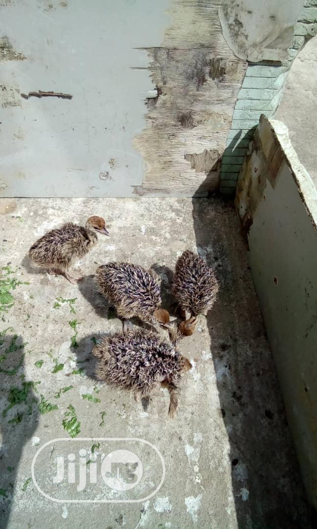 Baby Ostrich Is Available for Sale