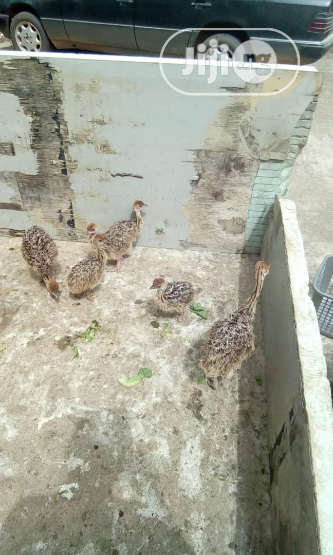 Baby Ostrich Is Available for Sale