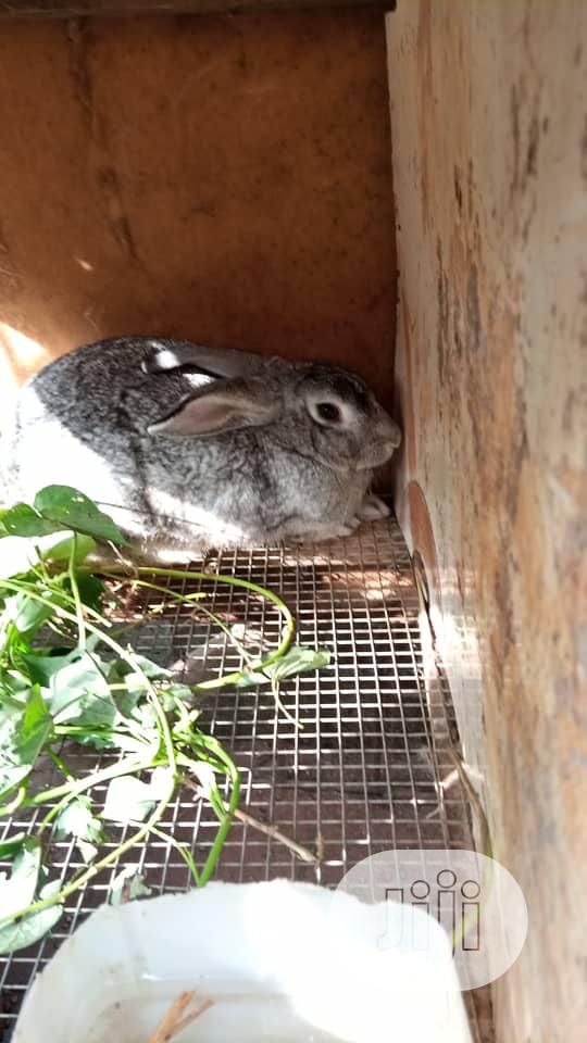 Rabbits, Different Breeds, Newzealand, Hylaquine, Dutch,