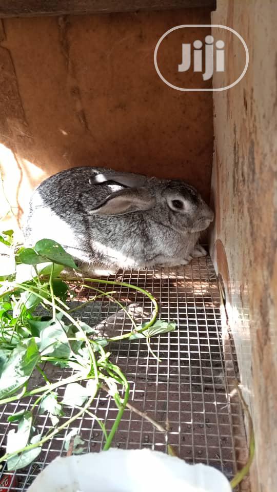 Rabbits, Different Breeds, Newzealand, Hylaquine, Dutch,