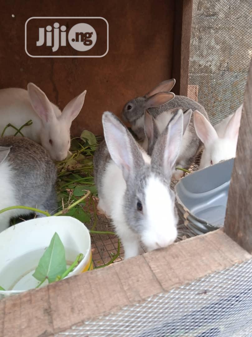 Rabbits, Different Breeds, Newzealand, Hylaquine, Dutch,