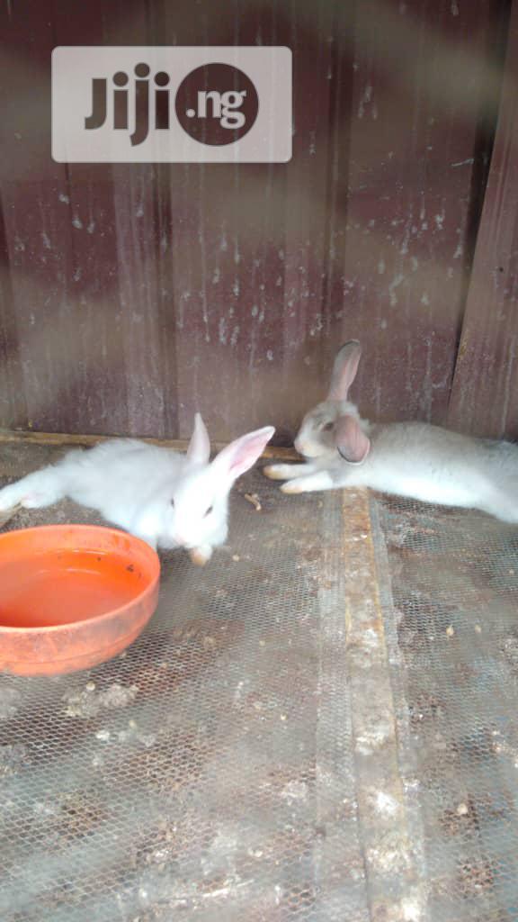Rabbits, Different Breeds, Newzealand, Hylaquine, Dutch,