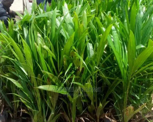 Dwarf Hybrid Coconut Seedlings