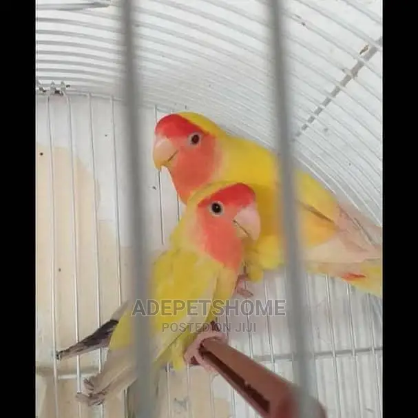 Pair Of Beautiful Love Birds