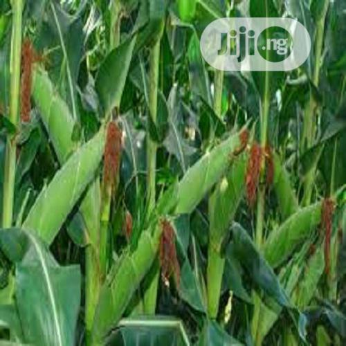 Maize Hybrid ( Corn ) Seeds Per Kg