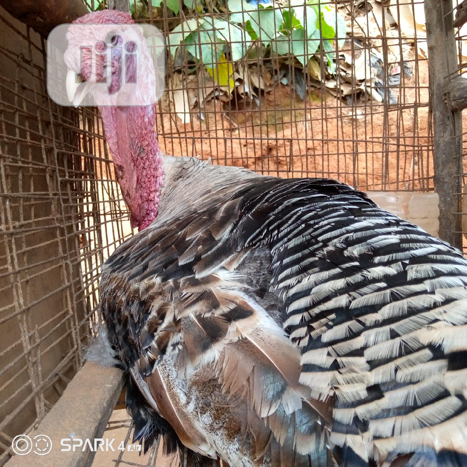 Gaint Jumbo Turkeys. Deliver to Your Kitchen.