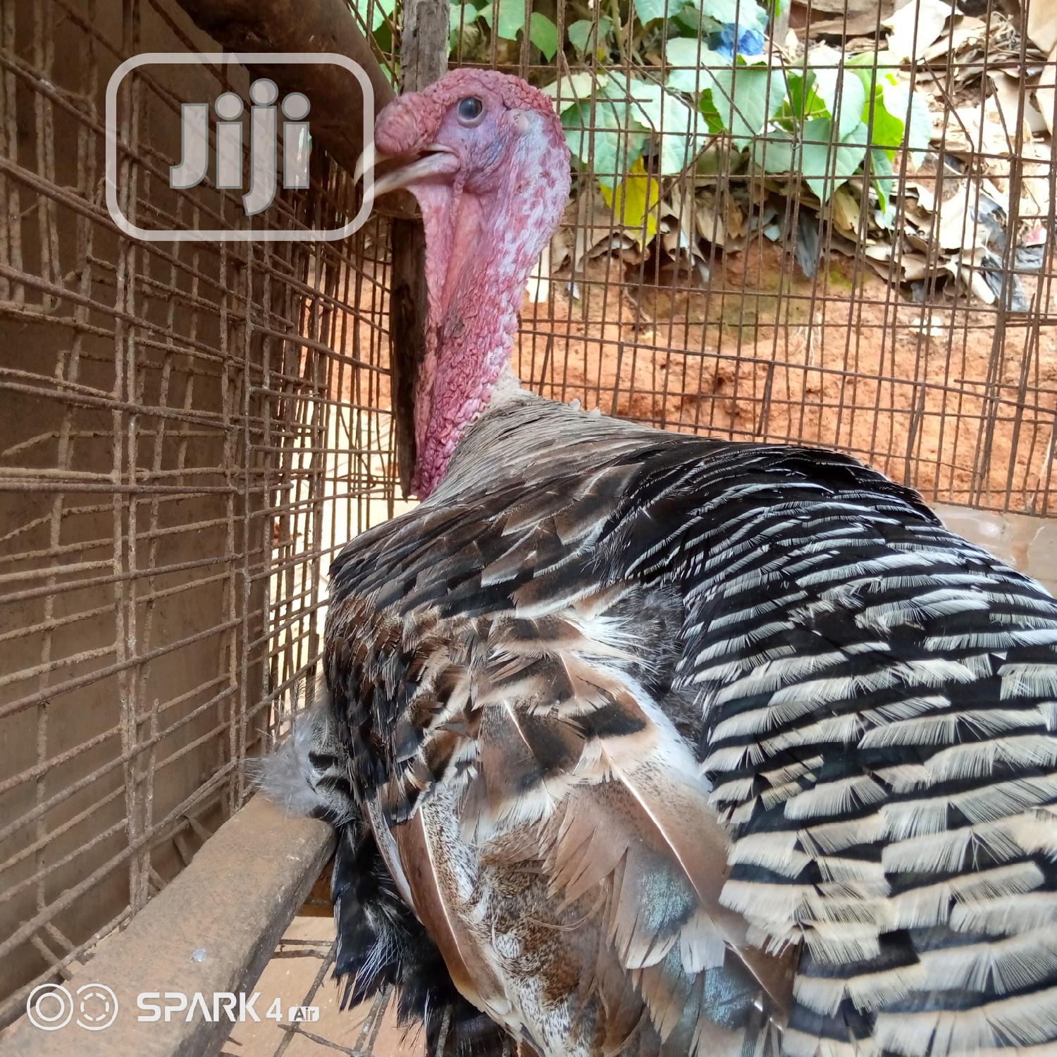Gaint Jumbo Turkeys. Deliver to Your Kitchen.