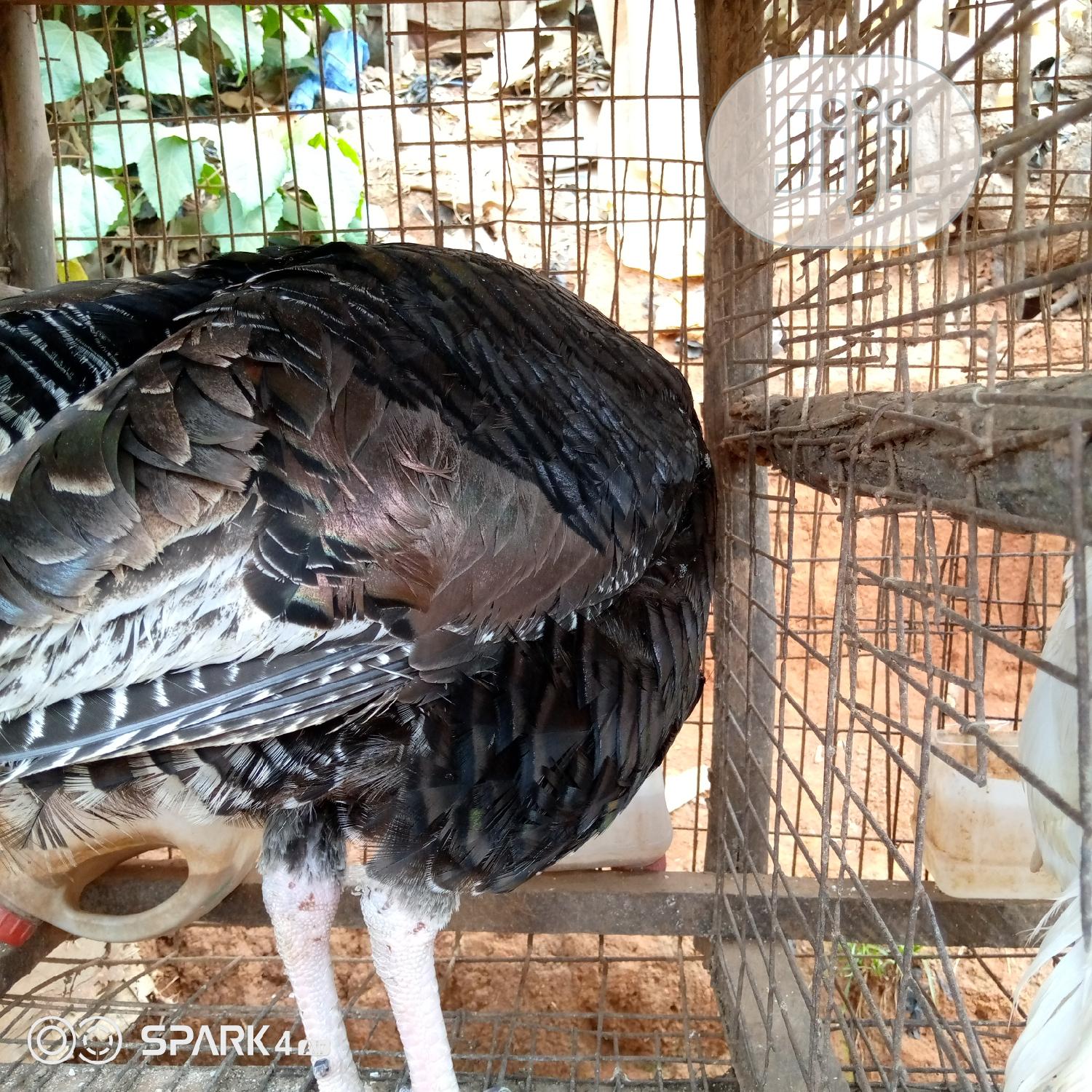 Gaint Jumbo Turkeys. Deliver to Your Kitchen.
