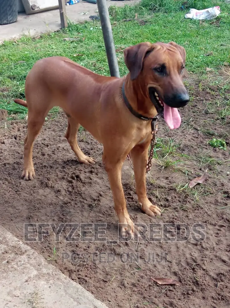 Adult Male Purebred Rhodesian Ridgeback