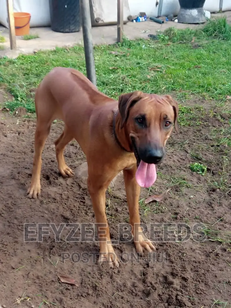 Adult Male Purebred Rhodesian Ridgeback
